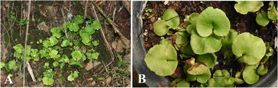 Bacterial Microbiome in the Phyllo-Endosphere of Highly Specialized Rock Spleenwort